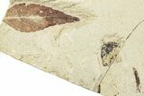 Fossil Leaf Plate - Green River Formation, Utah #256809-1